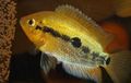 Gold Rainbow Cichlid Aquarium Fish, Photo and characteristics
