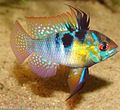 Motley Aquarium Fish Ram, Papiliochromis ramirezi characteristics, Photo