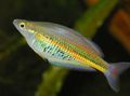 Oval Ramu Regenbogenfisch kümmern und Merkmale, Foto