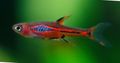 Red Rasbora brigittae Aquarium Fish, Photo and characteristics