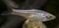 Silver Rasbora reticulata Aquarium Fish, Photo and characteristics