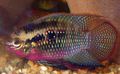 Motley Red-Breasted Acara Aquarium Fish, Photo and characteristics