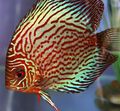 Striped Red discus Aquarium Fish, Photo and characteristics