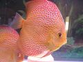 Spotted Red discus Aquarium Fish, Photo and characteristics