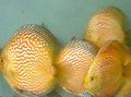 Yellow Red discus Aquarium Fish, Photo and characteristics