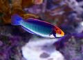 Motley Red-eyed fairy-wrasse Aquarium Fish, Photo and characteristics