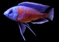 Motley Red Finned Borleyi Aquarium Fish, Photo and characteristics