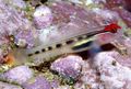 Elongated Aquarium Fish Red Head Goby care and characteristics, Photo