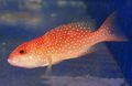 Red Red Louti Grouper Aquarium Fish, Photo and characteristics