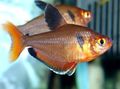 Oval Aquarium Fish Red Phantom Tetra care and characteristics, Photo