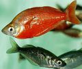 Foto Rot Regenbogenfisch Beschreibung und Merkmale