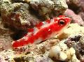 Elongated Aquarium Fish Red Spotted Goby care and characteristics, Photo