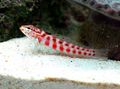 Spotted Red-Spotted Sandperch Aquarium Fish, Photo and characteristics
