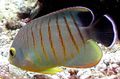 Oval Red Stripe Angelfish care and characteristics, Photo