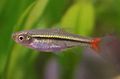 Elongated Aquarium Fish Red-tail Rasbora care and characteristics, Photo
