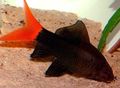 Elongated Aquarium Fish Red-Tailed Black Shark care and characteristics, Photo