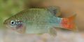 Oval Aquarium Fish Redtail Goodeid care and characteristics, Photo