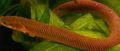 Brown Reedfish, Photo and characteristics