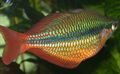 Gold Regal rainbowfish, Photo and characteristics