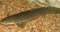 Serpentine Aquarium Fish Retropinnis Bichir care and characteristics, Photo
