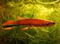 Red Rivulus Aquarium Fish, Photo and characteristics