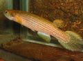 Spotted Rivulus Aquarium Fish, Photo and characteristics