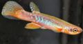 Motley Rivulus Aquarium Fish, Photo and characteristics