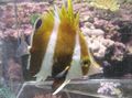 Triangular Aquarium Fish Roa excelsa care and characteristics, Photo