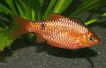 Gold Rosy Barb Aquarium Fish, Photo and characteristics