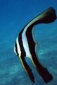 Striped Round-Faced Batfish, Teira Batfish, Photo and characteristics