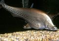 Oval Royal Knifefish care and characteristics, Photo