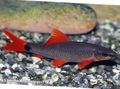 Green Ruby shark Aquarium Fish, Photo and characteristics