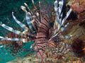 Striped Russell's Lionfish, Photo and characteristics