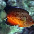 Oval Rusty angelfish care and characteristics, Photo