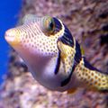 Elongated Aquarium Fish Saddle Valentini Puffer care and characteristics, Photo