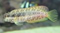 Spotted Sailfin/Algae Blenny Aquarium Fish, Photo and characteristics