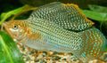 Spotted Sailfin Molly Aquarium Fish, Photo and characteristics