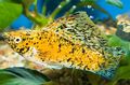 Yellow Sailfin Molly Aquarium Fish, Photo and characteristics