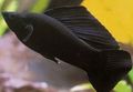 Black Sailfin Molly Aquarium Fish, Photo and characteristics