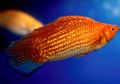 Red Sailfin Molly Aquarium Fish, Photo and characteristics
