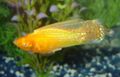 Gold Sailfin Molly Aquarium Fish, Photo and characteristics