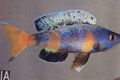 Elongated Aquarium Fish Sardine Cichlid care and characteristics, Photo