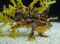 Oval Sargassum Anglerfish (Sargassumfish) care and characteristics, Photo