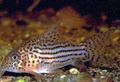 Spotted Schultz's Cory Aquarium Fish, Photo and characteristics