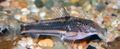 Striped Scleromystax lacerdai Aquarium Fish, Photo and characteristics