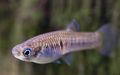 Silver Scolichthys Aquarium Fish, Photo and characteristics