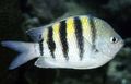 Oval Sergent major Damsel Fish care and characteristics, Photo