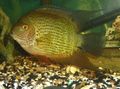 Oval Aquarium Fish Severum care and characteristics, Photo