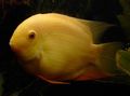 Yellow Severum Aquarium Fish, Photo and characteristics