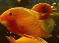 Red Severum Aquarium Fish, Photo and characteristics